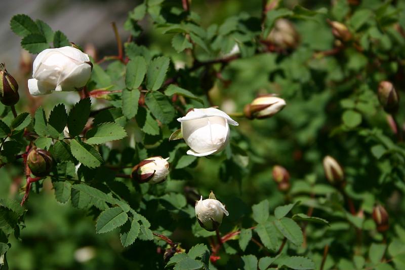 lehmila_juhannus_2005 033.jpg